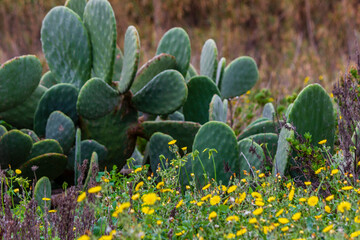 Vibrant Cactus Plants Surrounded by Yellow Wildflowers in a Natural Setting
