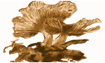 Mushroom - Red Chalk - Hand drawn