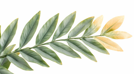Green and yellow leaves branch, isolated on white background, for design or decoration