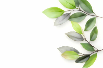 Green leaves border on white background; nature, design, decoration, template, website