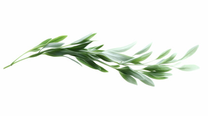 Fototapeta premium Green sprig, leaves, branch, isolated, white background, nature design element, herbal, botanical illustration, wellness