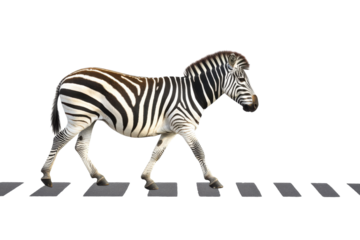 Zebra crosses a pedestrian lane with marked black and white stripes in a bright setting during daylight