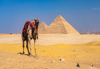 Fewer tourists coming to camels with wars in Middle East. Single camel standing in front of empty...