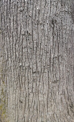 Obraz premium Texture - Bark of a Tree
