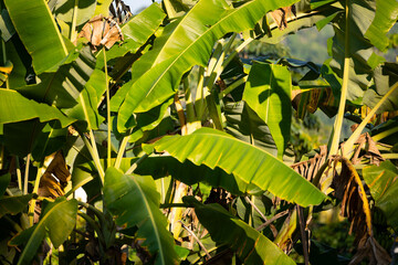 Closeup bunch growing ripe yellow banana. Concept agriculture Plantation fruits tree in farm