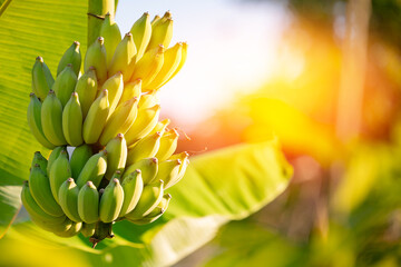 Closeup bunch growing ripe yellow banana. Concept agriculture Plantation fruits tree in farm