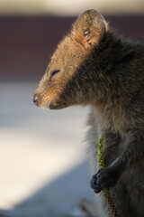 Naklejka premium Quokka (Setonix brachyurus)