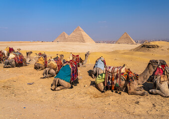 Fewer tourists coming to camels with wars in Middle East. Animals waiting for rides in front on the pyramids