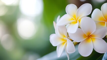 Fototapeta premium Beautiful Cluster of Frangipani Blossoms Against a Soft Green Background : Generative AI