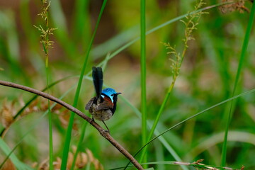Red Winged Fairywren (Malurus elegans)