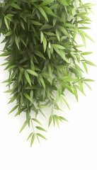 Obraz premium Lush green bamboo leaves cascading down, isolated on white background, ideal for design elements or natural backgrounds
