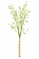 Fototapeta premium Lush green bamboo plant isolated on white background; ideal for home decor or botanical illustrations