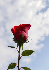 One red rose flower bud png file of isolated cutout object on transparent background valentines love heart valentine vector romantic day holiday