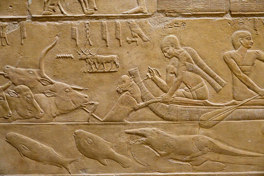 Man using calf to persuade cattle to swim across Nile with alligator under the surface on walls of the tomb of Kagemni at Saqqara