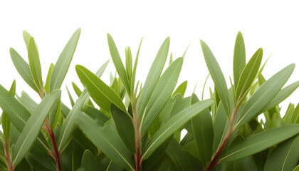 Obraz premium Lush green foliage, close-up view, isolated on white, ideal for website banners or design elements