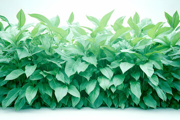 Fototapeta premium Lush green foliage hedge, studio shot, white background, nature backdrop, ideal for website design
