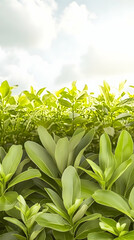 Obraz premium Lush green foliage under a bright sky, perfect for nature-themed designs or relaxing backgrounds
