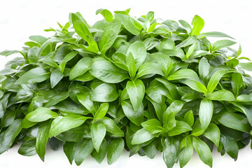 Obraz premium Lush green foliage, vibrant leaves, close-up, studio shot, white background, perfect for website design
