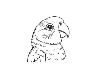Parrot Bird line art vector illustration, of minimalist style on a white background.
