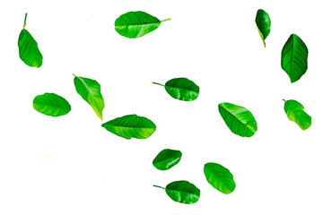 green leaves isolated on white