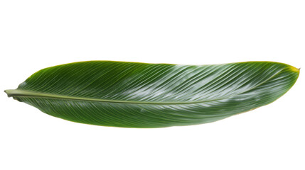 Fototapeta premium Large banana leaf transparent background
