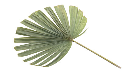 Large palm leaf transparent background