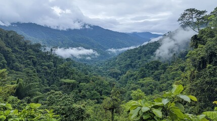 Fototapeta premium Majestic Rainforest Valley Scenery