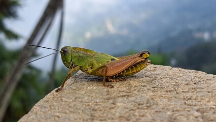 Heuschrecke in Nepal