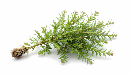 Variegated Myrtle - Fresh herbs plant isolated on pure white background
