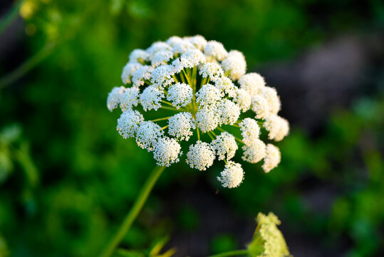 A beautiful hogweed plant. Heracleum. White weed flowers.