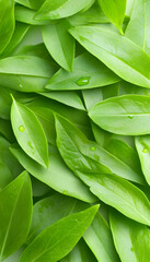 Lush green leaves with water droplets; nature background ideal for wellness, spa, or environmental themes