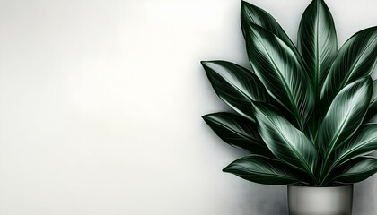 Lush green plant in pot against white wall; minimalist home decor; copy space; website banner