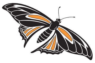 butterfly illustration