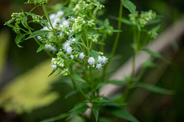 Common boneset (eupatorium perfoliatum) along a hiking trail in Ontario.