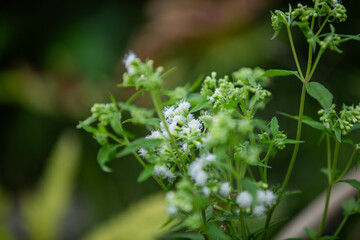 Common boneset (eupatorium perfoliatum) along a hiking trail in Ontario.