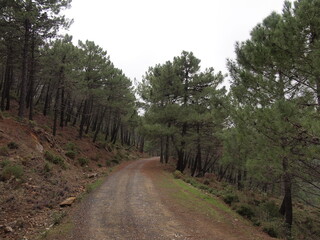 Obraz premium Sierra de las Nieves National Park (Tolox, Province of Málaga, Andalusia, Kingdom of Spain)