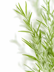 Fototapeta premium Lush green plants, studio shot, white background, botanical illustration, ideal for health, beauty, or nature themed designs