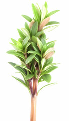 Lush green sprig, vibrant leaves, isolated white background, spring growth, nature photography, perfect for websites or publications