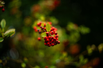 red berries in autumn © max