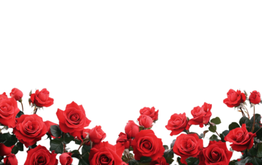 Bunch of red roses frame border for text isolated on white or transparent background