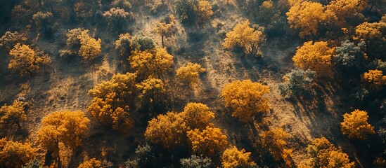 Aerial View of Golden Autumn Forest