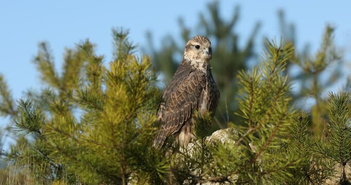 Portrait of falcon. Hunting saker falcon, Falco cherrug, perched on rock cliff, watching for prey. Bird of prey in landscape with pine trees. Majestic raptor. Bird natural behavior. Wildlife nature.