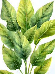 Lush tropical leaves, vibrant green foliage, white background, botanical illustration, perfect for home decor or print