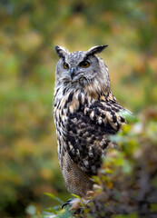 Eurasian eagle-owl hiding behind a bush