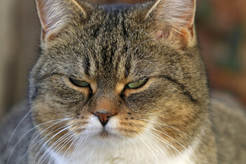 Das lustige Gesicht einer jungen kleinen dicken Katze die böse schaut