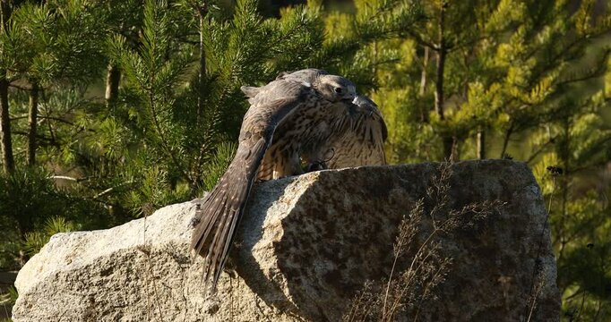 Falcon with prey. Saker falcon, Falco cherrug, perched on rock cliff, tearing caught killed pigeon. Bird of prey in landscape with pine trees. Majestic raptor. Bird natural behavior. Wildlife nature.