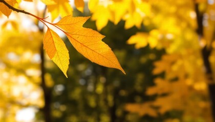 Obraz premium autumn leaves in the forest