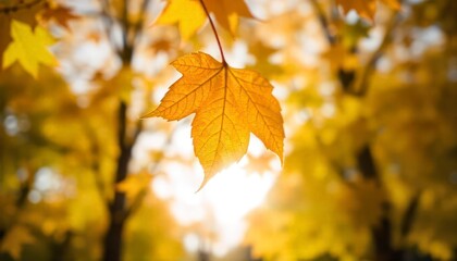 autumn leaves in the forest