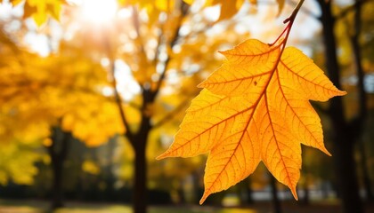 Obraz premium autumn leaves background