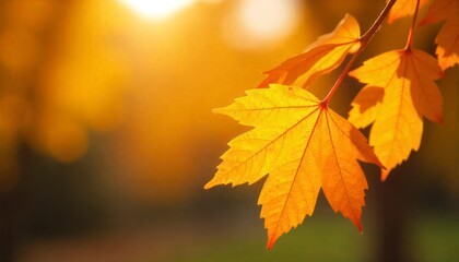 Fototapeta premium autumn leaves background